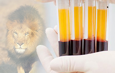 Meling Biomedical está ayudando a la continuación de la especie del león africano
